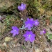 Purple flowers.  by cocobella