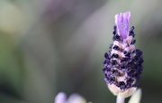 27th Apr 2019 - French Lavender 