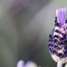 French Lavender  by phil_sandford