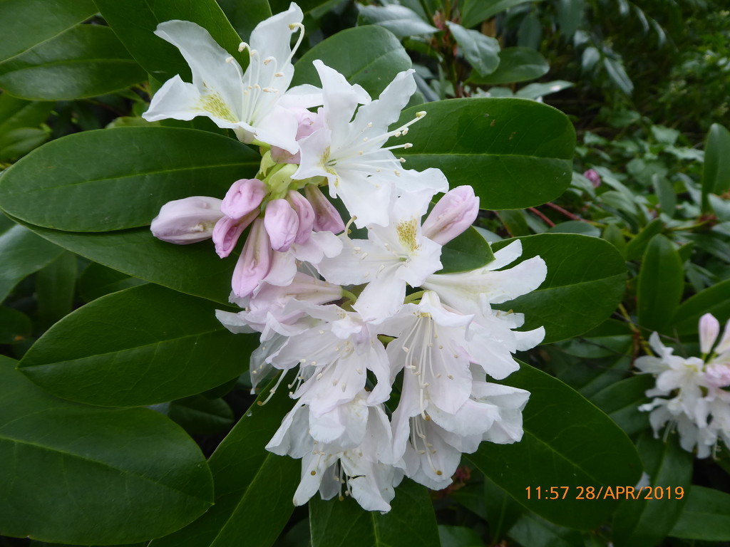 Rhododendrons  are just coming out  in the garden ... by snowy