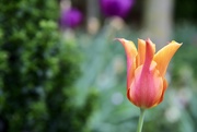 28th Apr 2019 - Tulip Flame