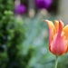 Tulip Flame by phil_sandford