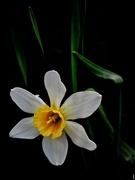 28th Apr 2019 - Daffodils In Color