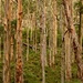 Our Amazing Karri Forest_DSC0275 by merrelyn