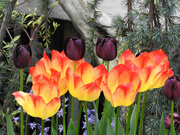 28th Apr 2019 - Tulip Varieties