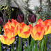 Tulip Varieties by seattlite