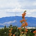Scarlet Globemallow over Albuquerque by janeandcharlie