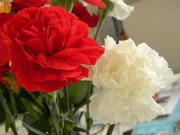 28th Apr 2019 - Red and White Carnations in Bloom