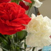 Red and White Carnations in Bloom by sfeldphotos