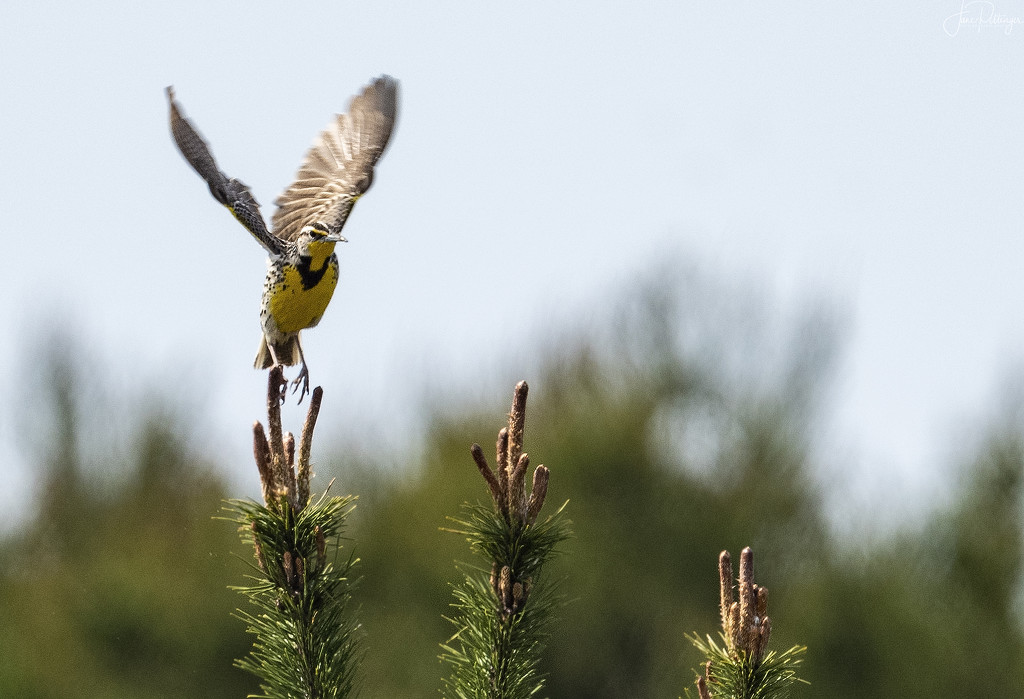 Meadowlark Ready to Take Off by jgpittenger