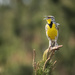 SInging Meadowlark by jgpittenger