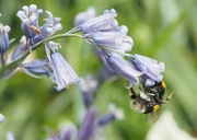 11th Mar 2015 - Busy Bee around the Bluebells