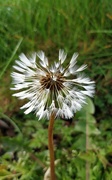 26th Apr 2019 - Damp dandelion