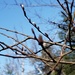 Spring Buds against the sky by waltzingmarie