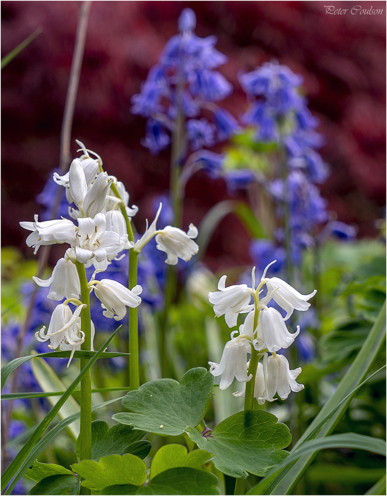 White Bluebells by pcoulson
