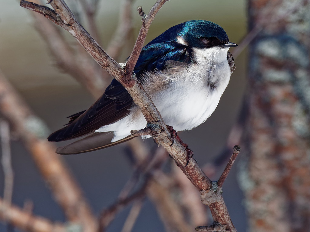 tree swallow closeup by rminer