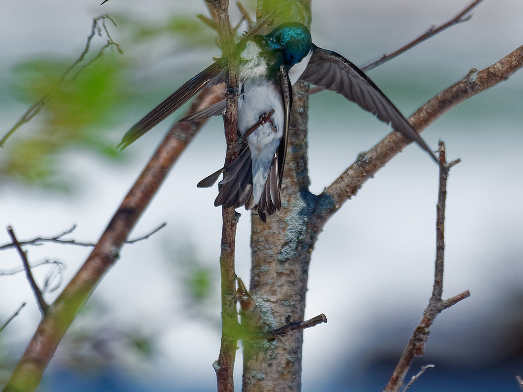 tree swallows in love by rminer