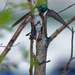 tree swallows in love by rminer