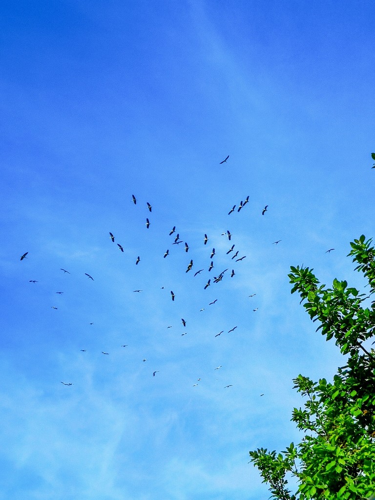 Storks by ctst