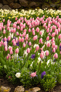 22nd Apr 2019 - Flowers in Sunken Garden