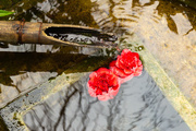 25th Apr 2019 - Red Flowers in Water