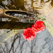 Red Flowers in Water by clay88