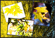 26th Apr 2019 - Get Pushed Week 352 - Autumn Collage
