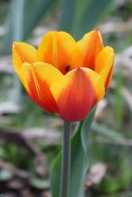 28th Apr 2019 - Surprise Tulip