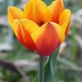 Surprise Tulip by sandlily