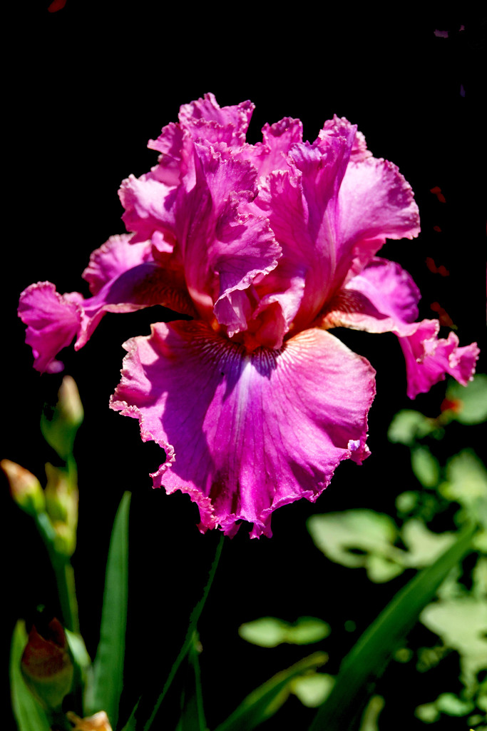Prettiest Iris in the Neighborhood. by milaniet