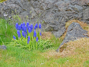 17th Apr 2019 - Flowers growing along the sea wall.