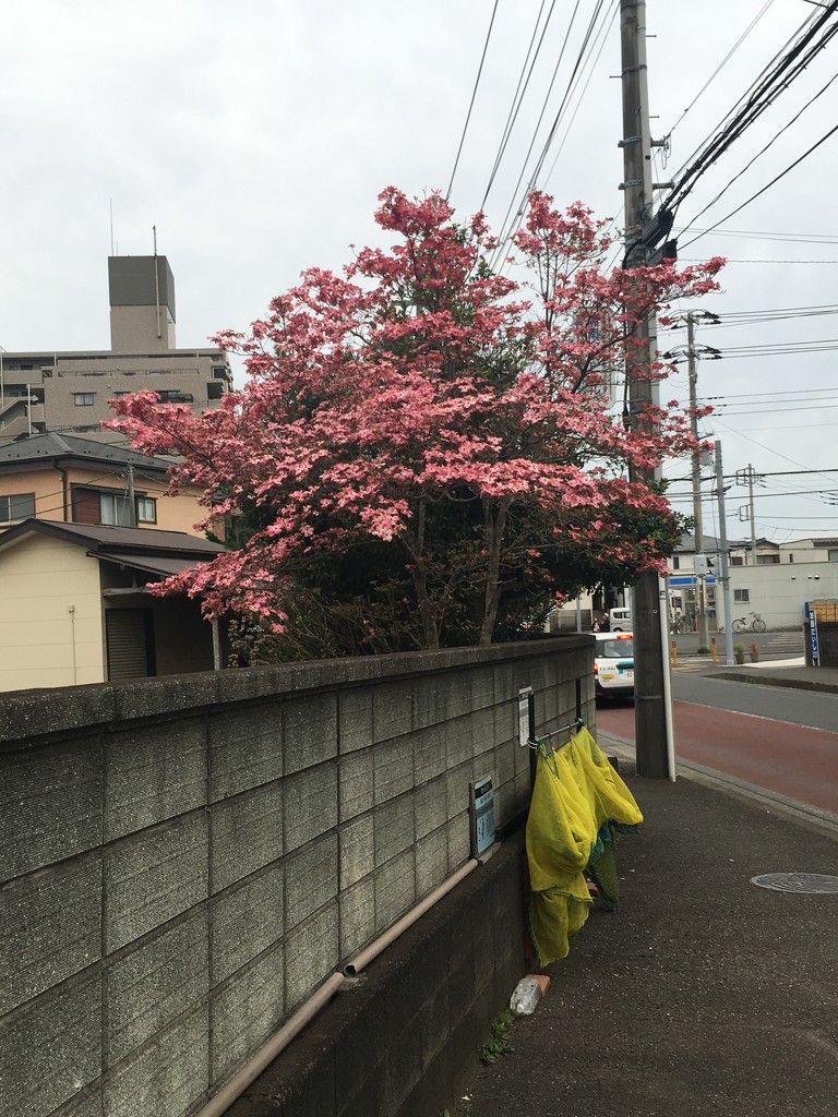 2019-04-17 Local blossoms by cityhillsandsea