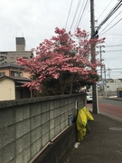 17th Apr 2019 - 2019-04-17 Local blossoms