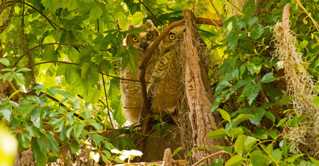 Great Horned Owl Baby's, Getting a Little Higher Out of the Nest! by rickster549