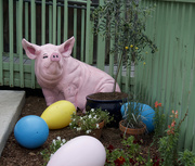 21st Apr 2019 - The Easter Pig