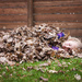 A bed of leaves by kiwichick