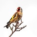 Goldfinch by mattjcuk
