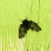Moth? by steveandkerry