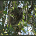 home among the gum trees ... by koalagardens