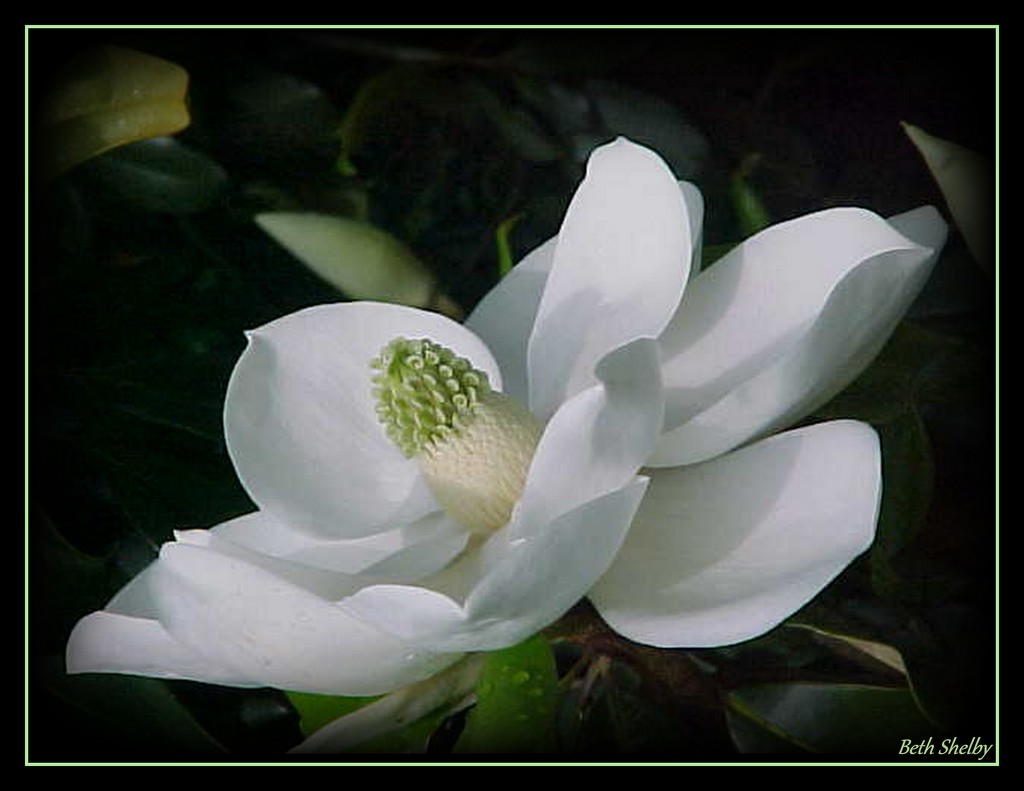 Magnolia by vernabeth