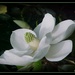 Magnolia by vernabeth