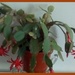 Easter flowering cactus. by grace55