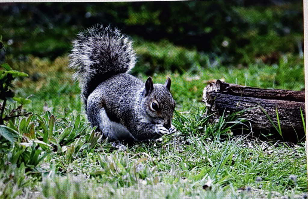 Squirrel at RSPB  by rosiekind