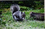 29th Apr 2019 - Squirrel at RSPB 