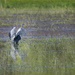 Heron Just Landed by jgpittenger