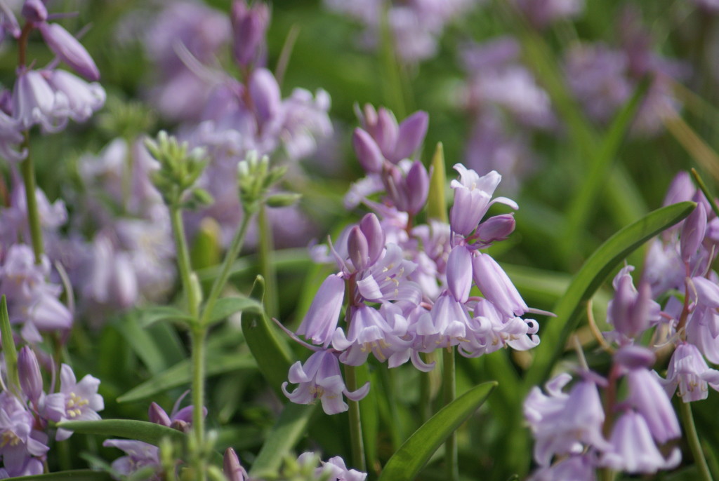 Pink bluebells by 365projectmaxine