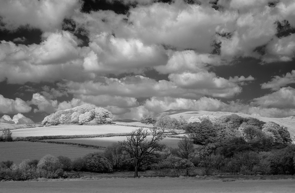 The copse on the hill by ellida