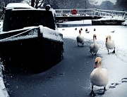 7th Jan 2011 - Here Come The Swans