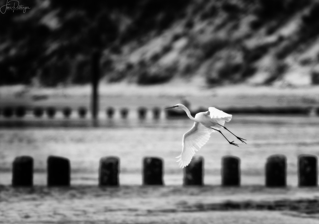White Egret's Grace B and W by jgpittenger