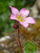 16th Apr 2019 - Saxifrage (out of focus, oh well!)